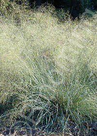 Eragrostis elliottii